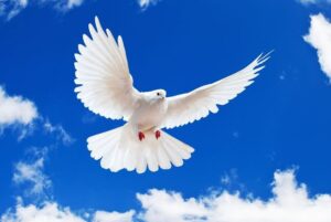 В рамках проведения «Недели Мира» СДЮШОР Багима примет активное участие и проведет ряд мероприятий посвященных данной акции! 2018 (1)